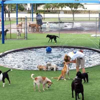 Swimming Pool Pet